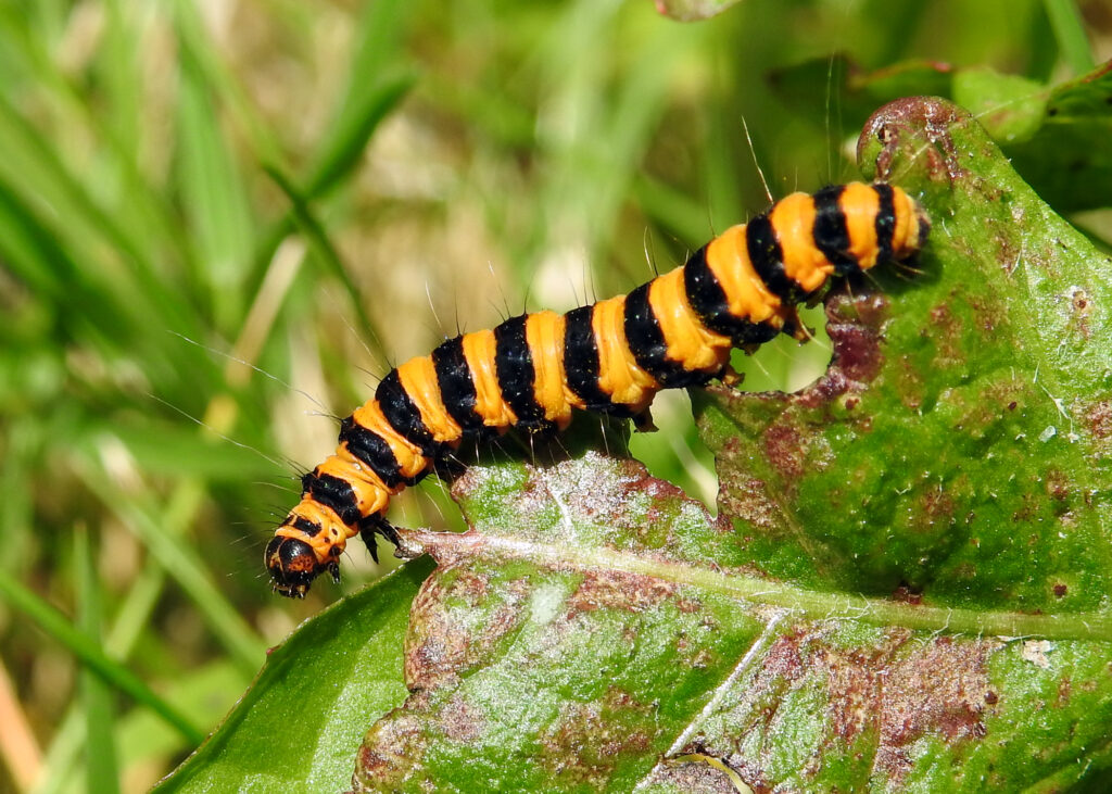 cinnabar moth caterpillar