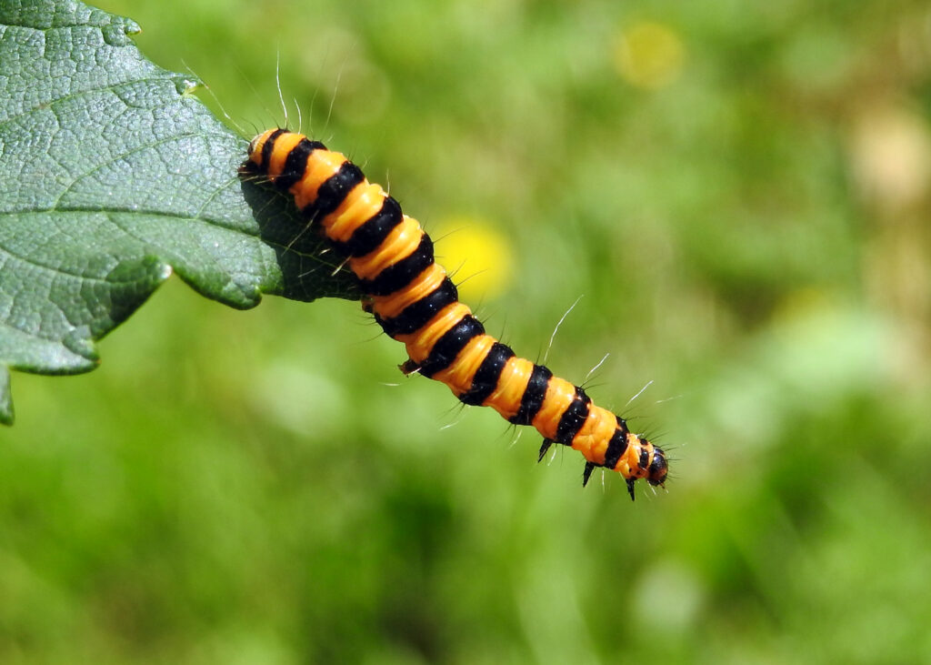 cinnabar moth caterpillar