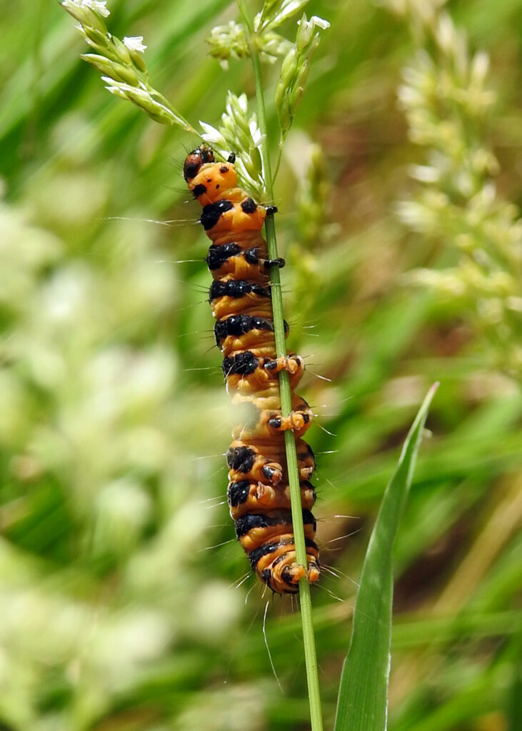 cinnabar moth caterpillar