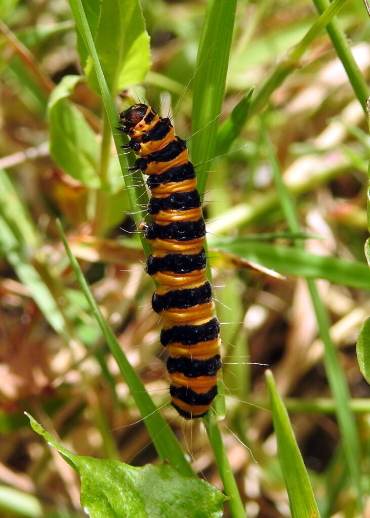 cinnabar moth caterpillar