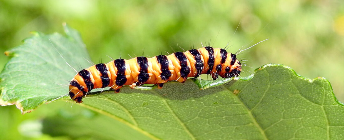 A Tiny Stripy Acrobat – Cinnabar Moth Caterpillar