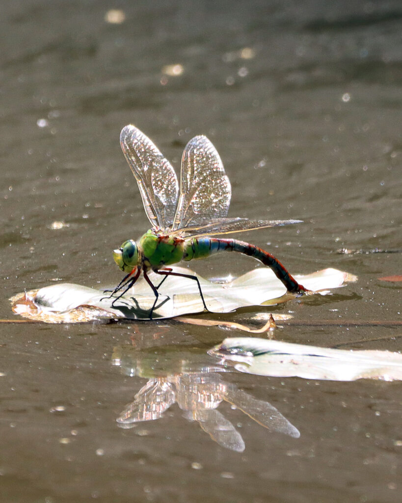 Emperor dragonfly laying eggs