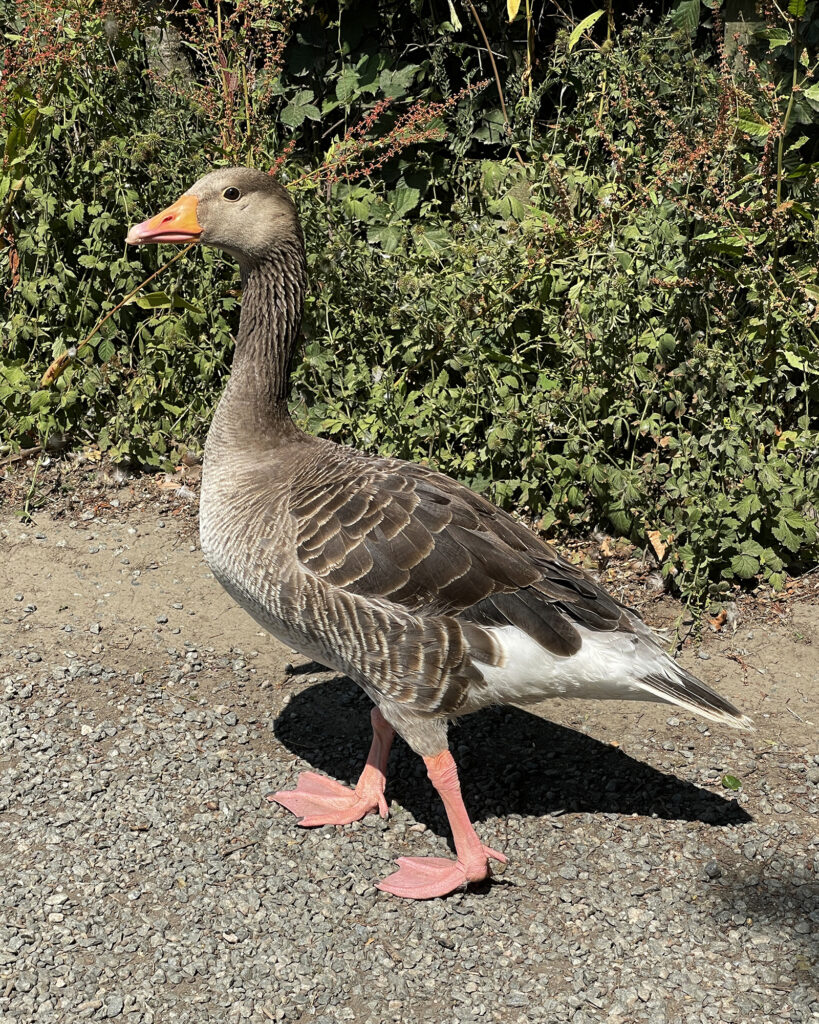 Greylag goose