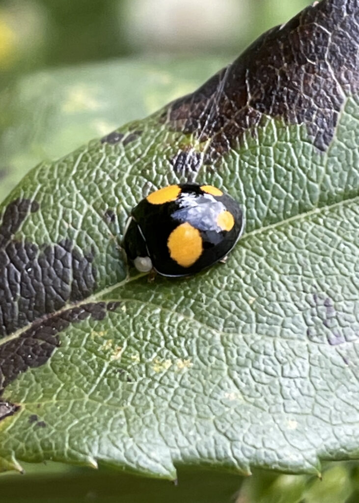 black four-spot harlequin ladybird