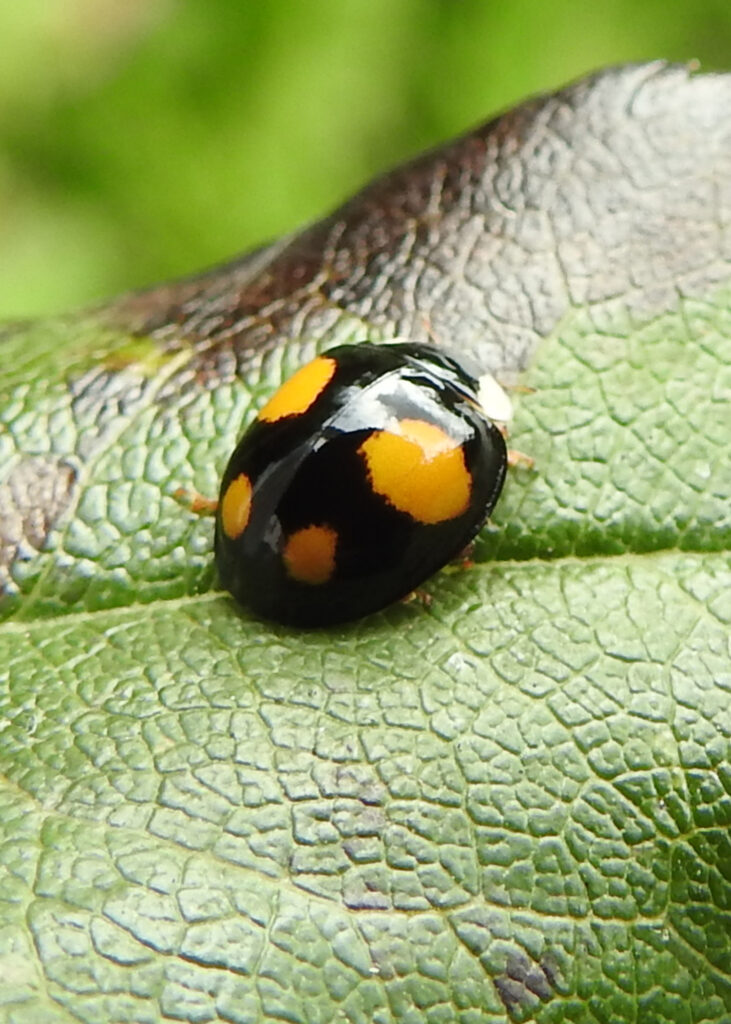 black four-spot harlequin ladybird