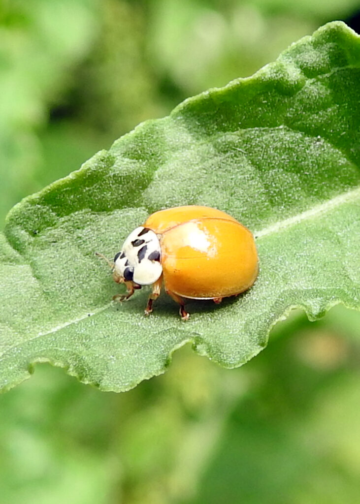 orange no-spots harlequin ladybird