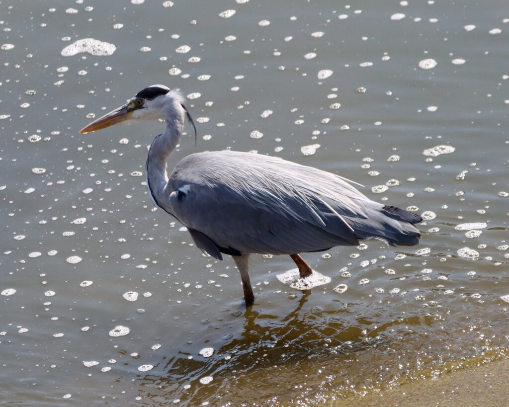 Heron fishing