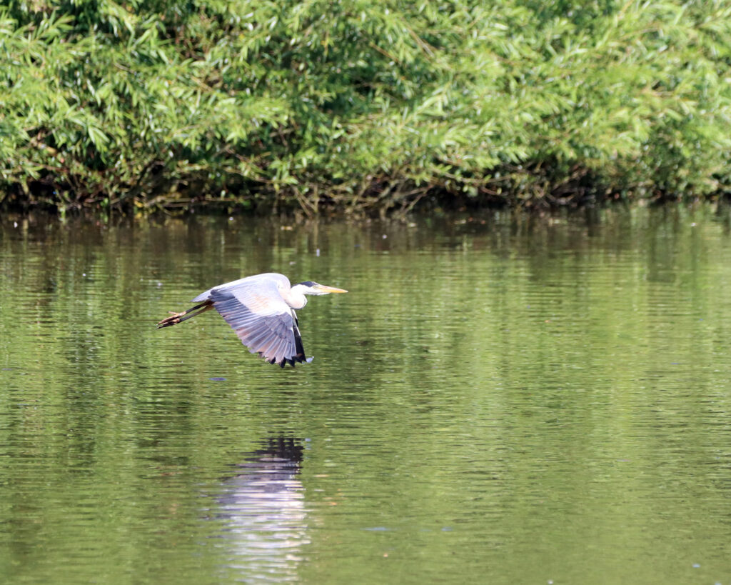 Heron in flight