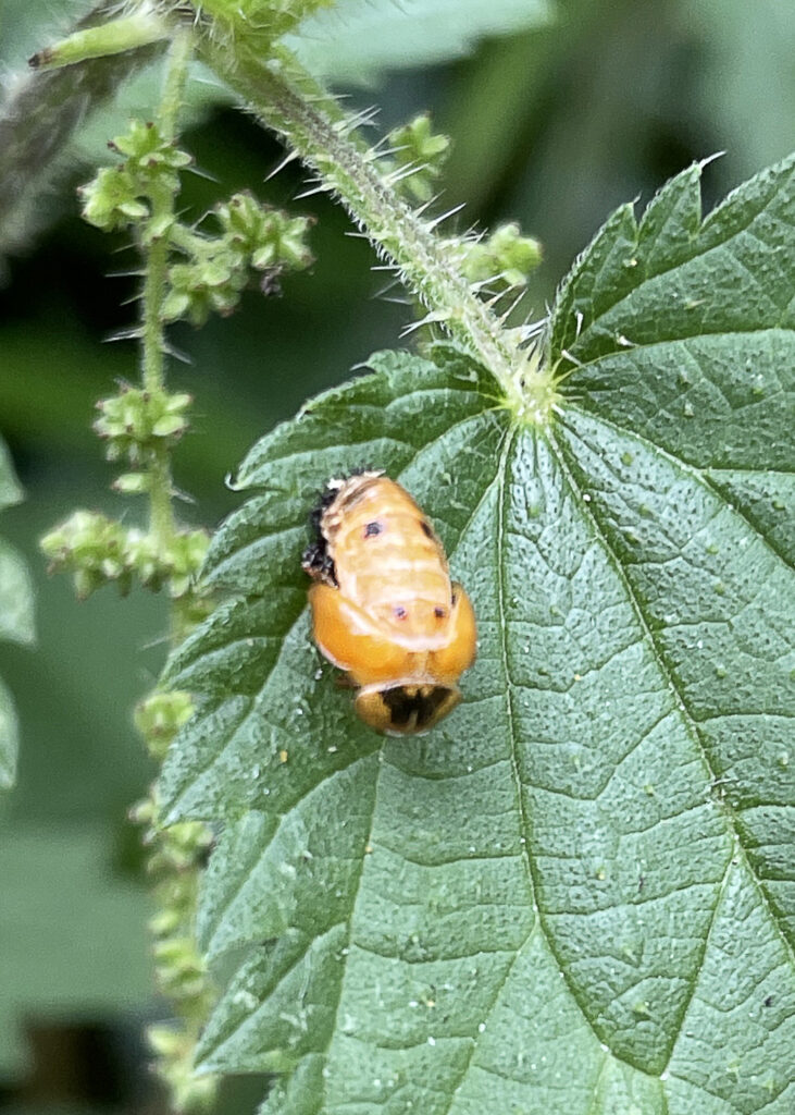 ladybird coming out of a pupa