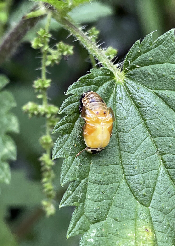 ladybird coming out of a pupa