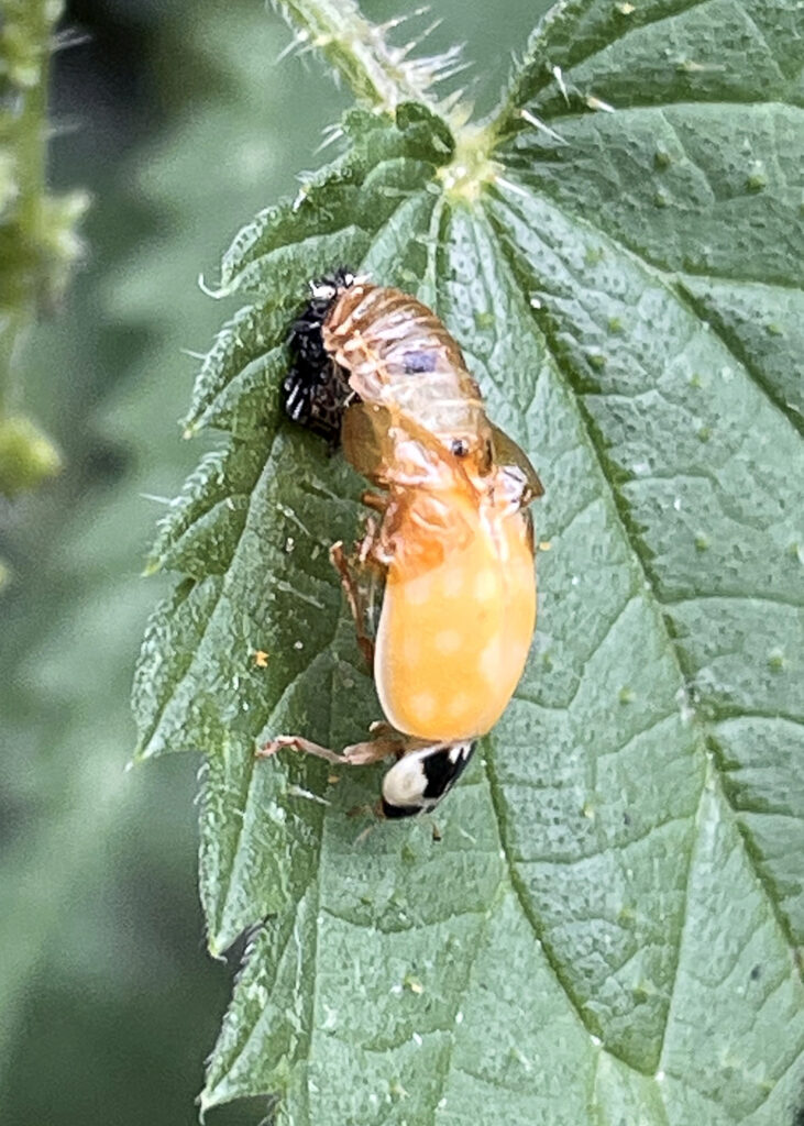 ladybird coming out of a pupa