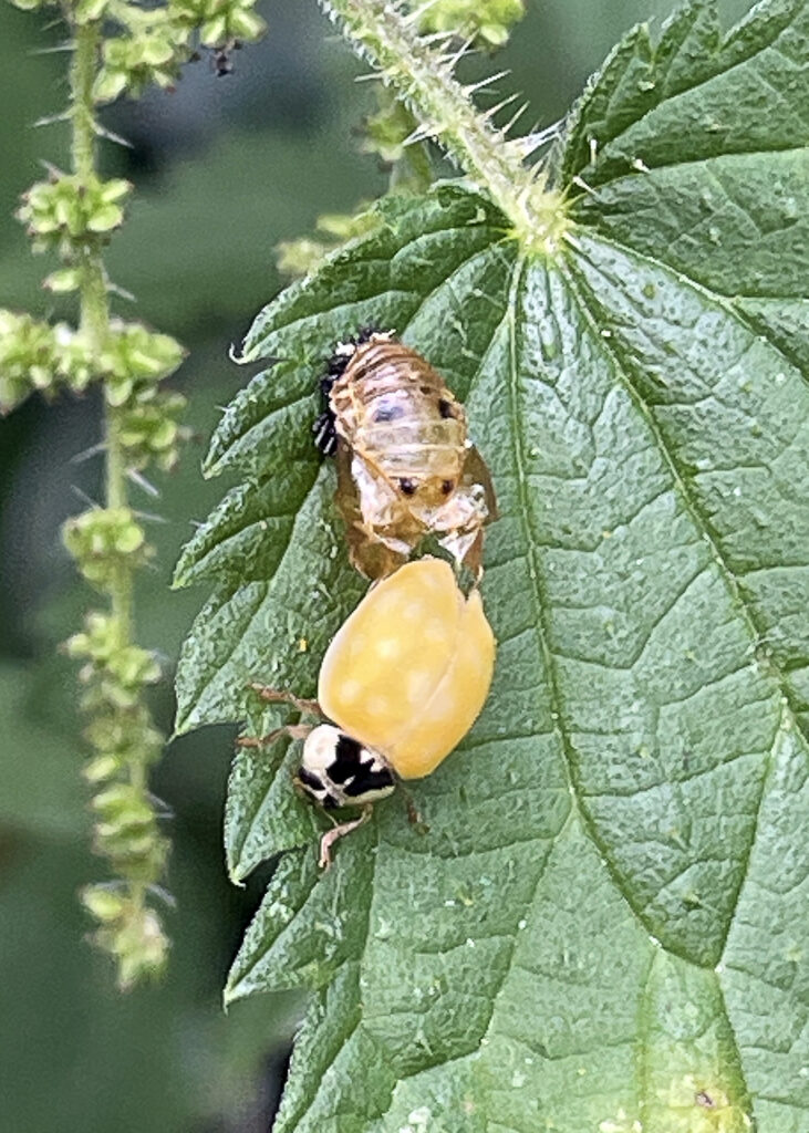 ladybird coming out of a pupa