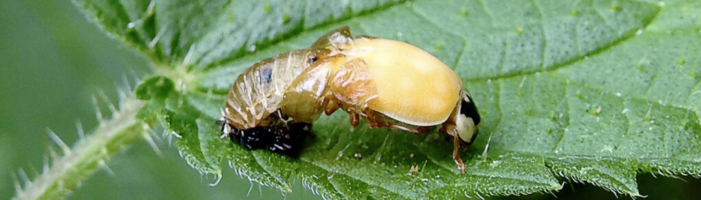 ladybird coming out of a pupa