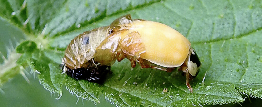 A Ladybird Is Born – Watching a Harlequin Emerge