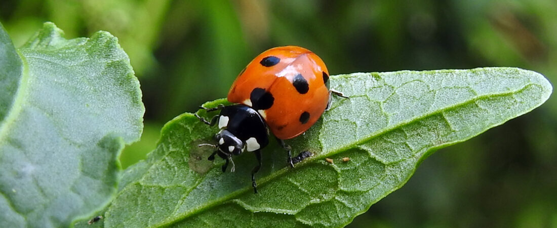 Ladybird Convention (All-You-Can-Eat Buffet Included!)