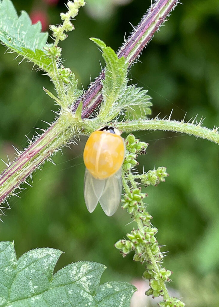 newly born ladybird drying wings