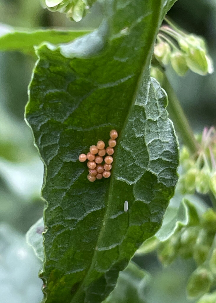ladybird eggs
