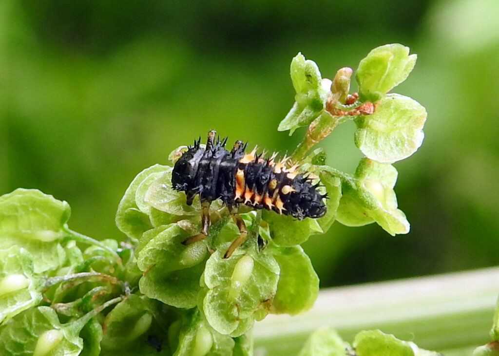 ladybird larva