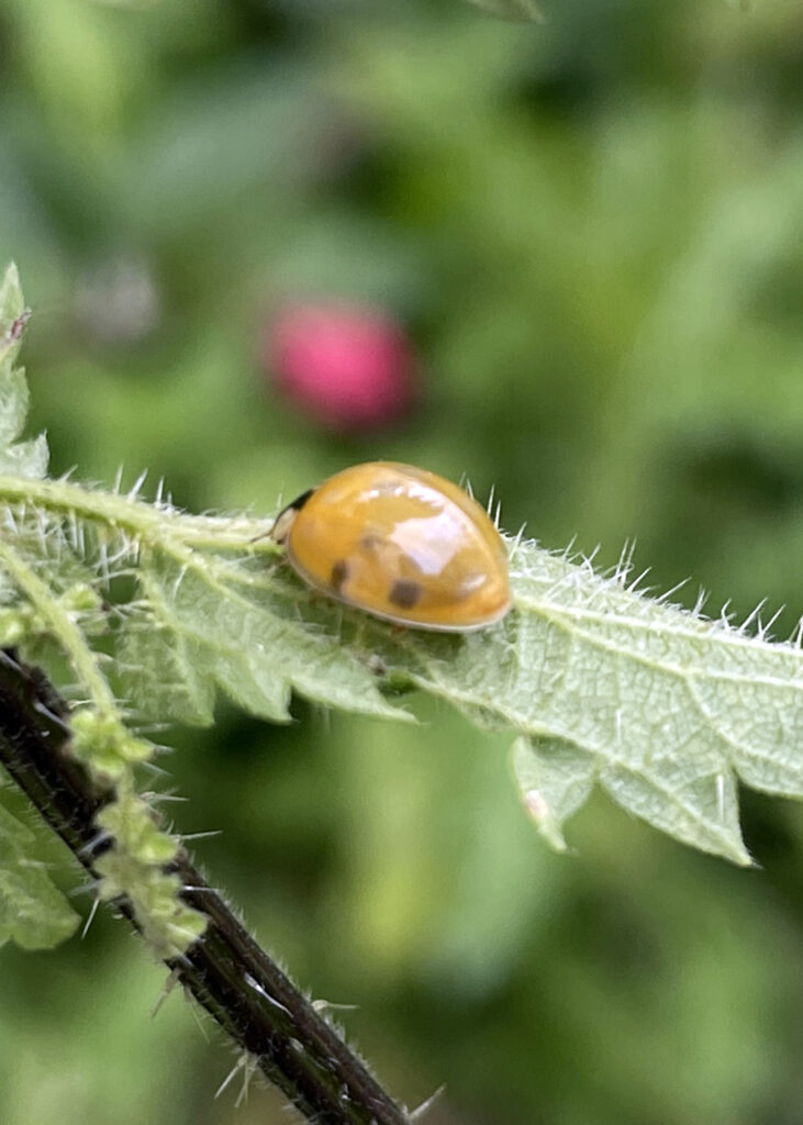 newly born ladybird developing spots