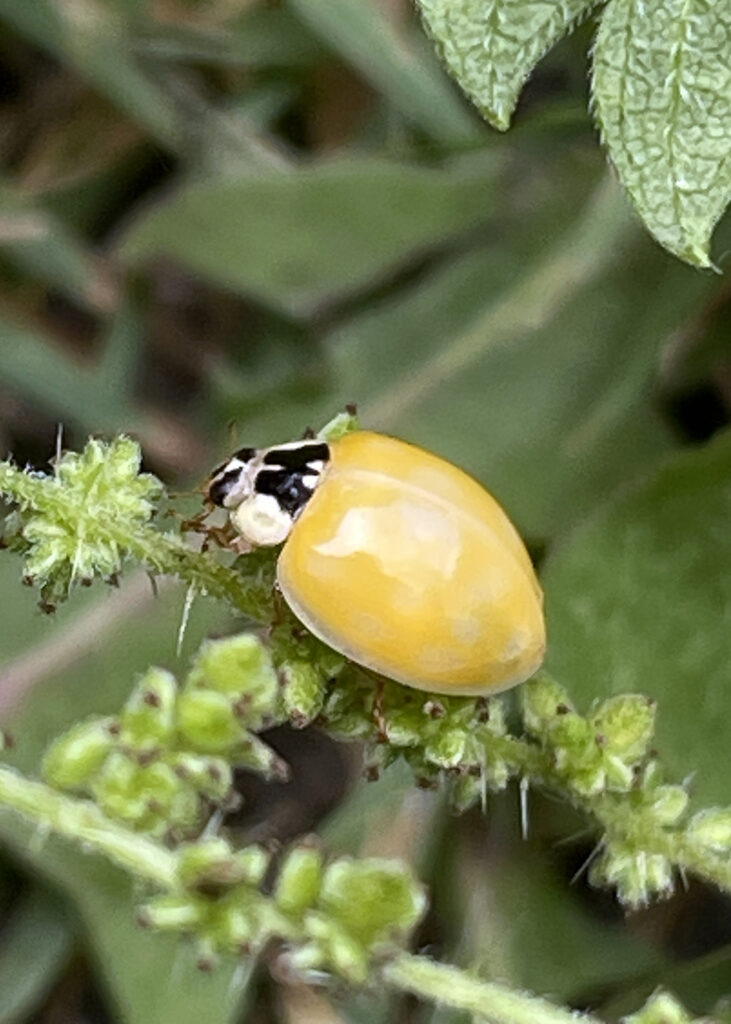 newly born ladybird with no spots