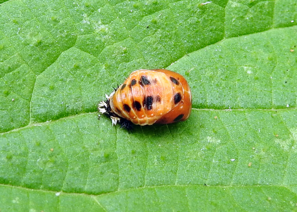 ladybird pupa