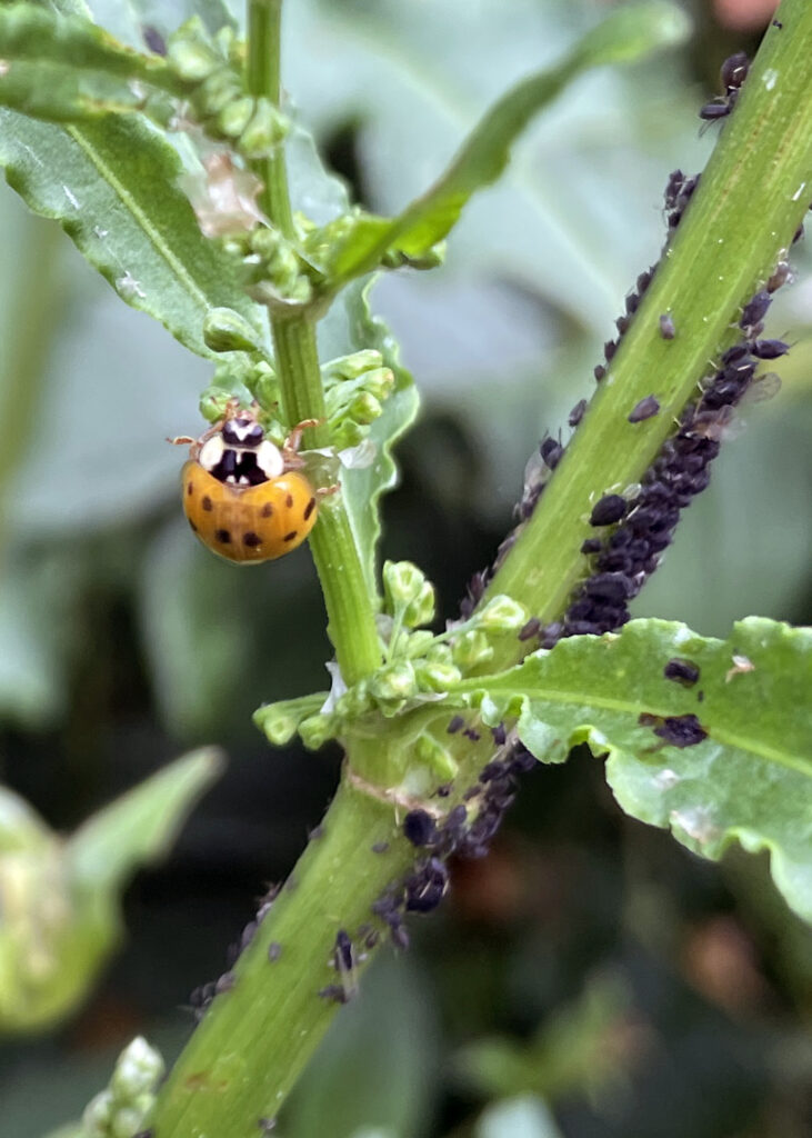 newly born ladybird with aphids