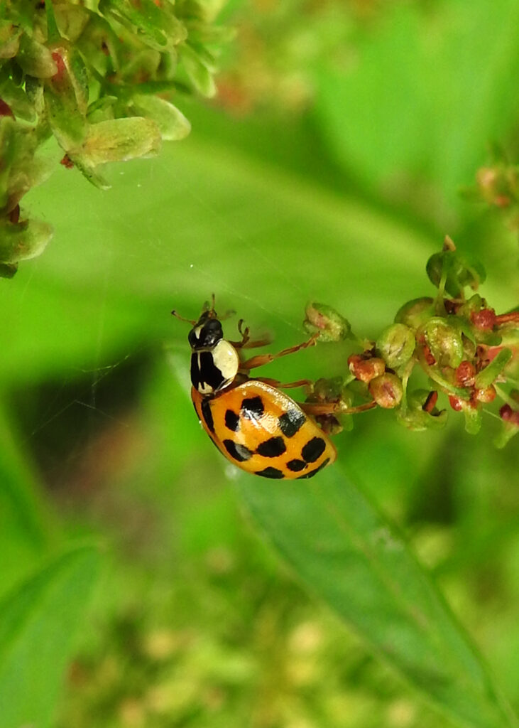orange lots-of-spots harlequin ladybird