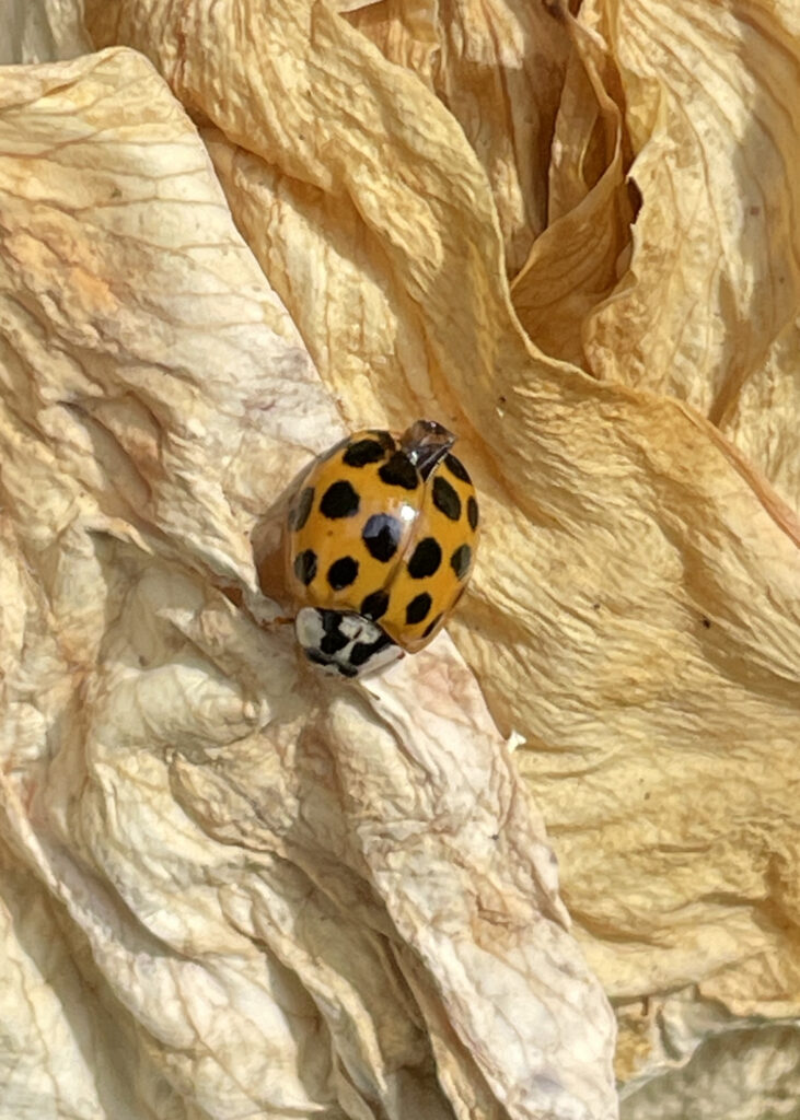 orange lots-of-spots harlequin ladybird