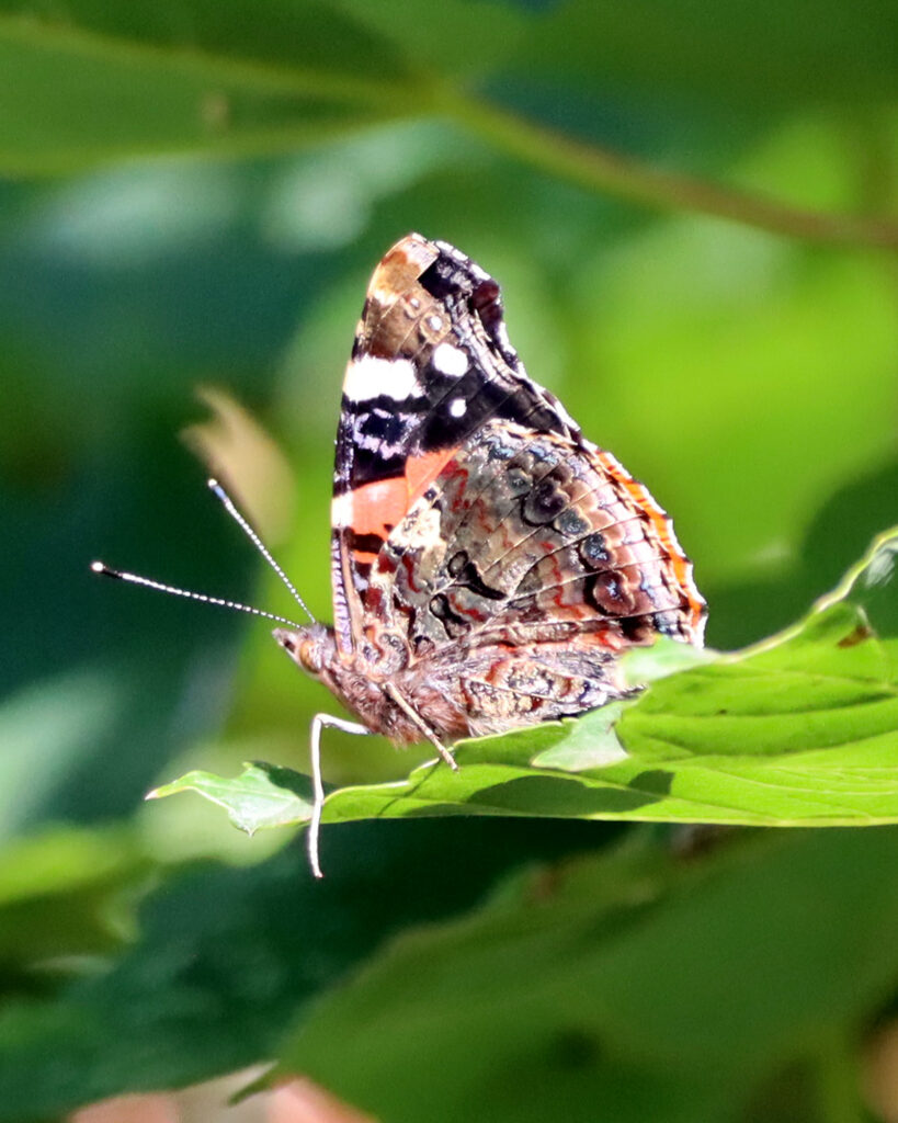 Red admiral butterfly