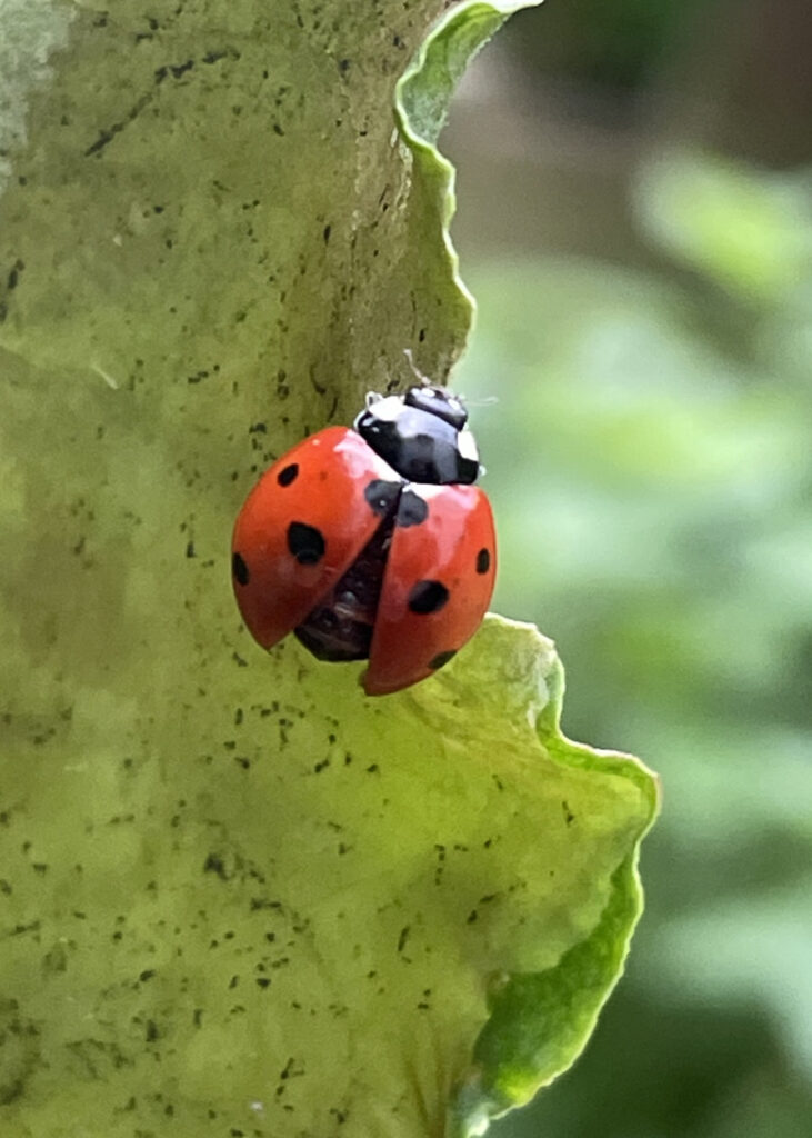 Seven-spot ladybird