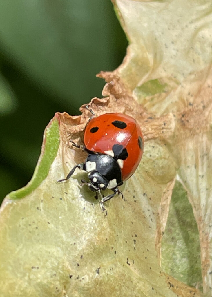 Seven-spot ladybird