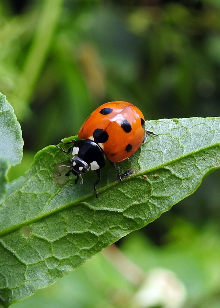Seven-spot ladybird