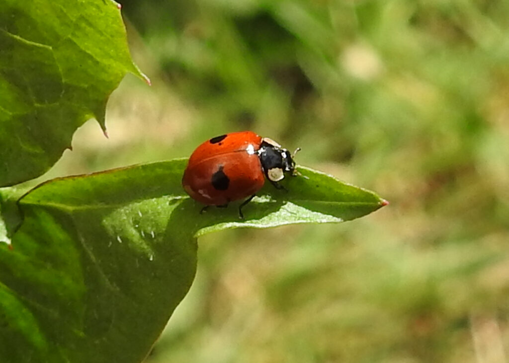 Two-spot ladybird