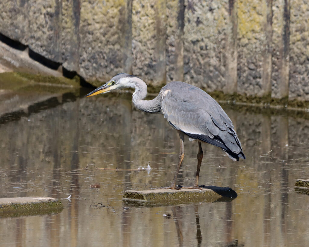 Heron fishing