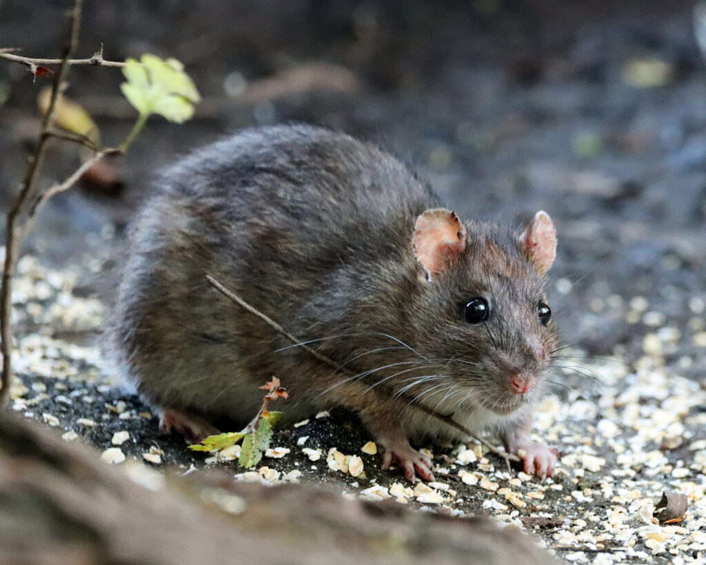 brown rat