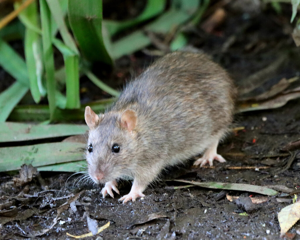 brown rat