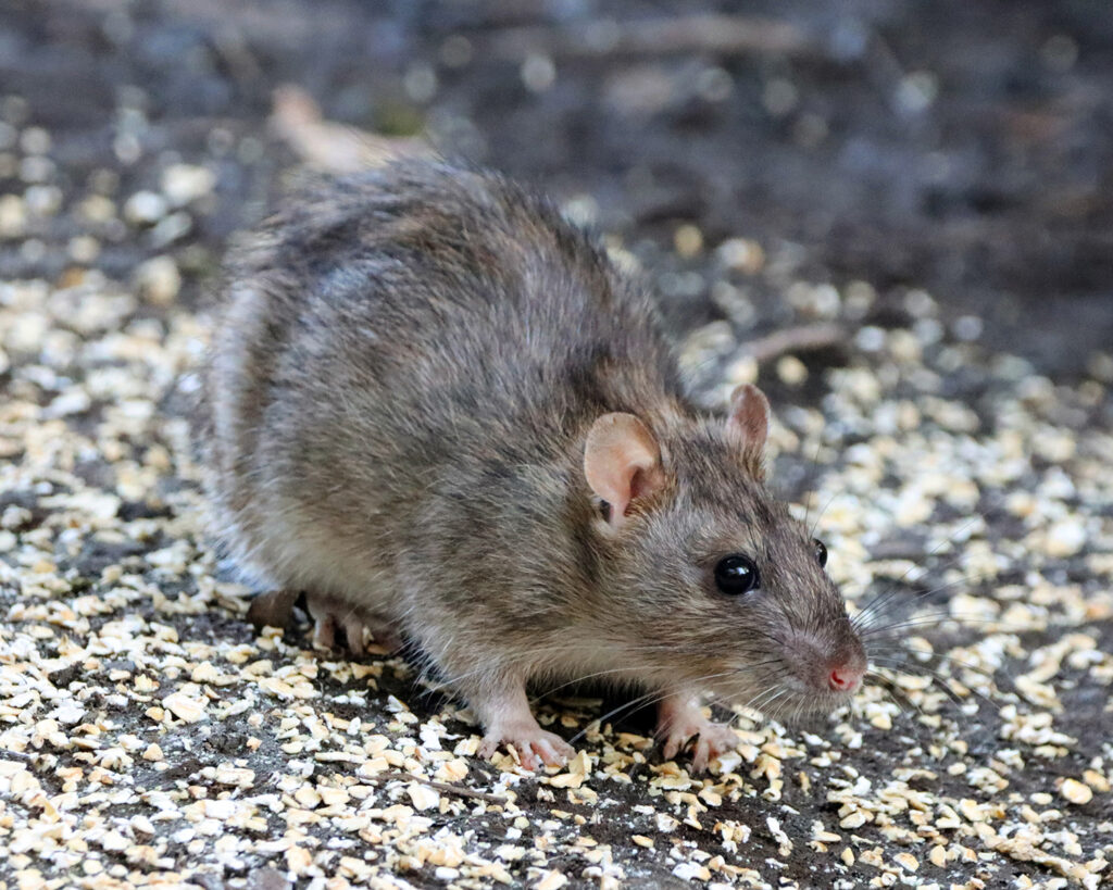 brown rat