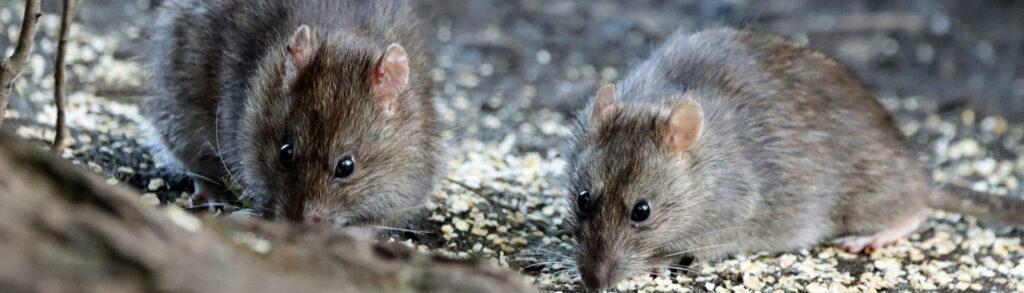 brown rats