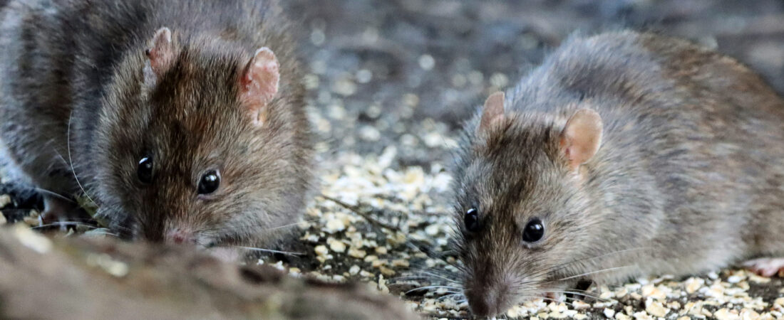 Bad Reputation: In Defence of the Brown Rat